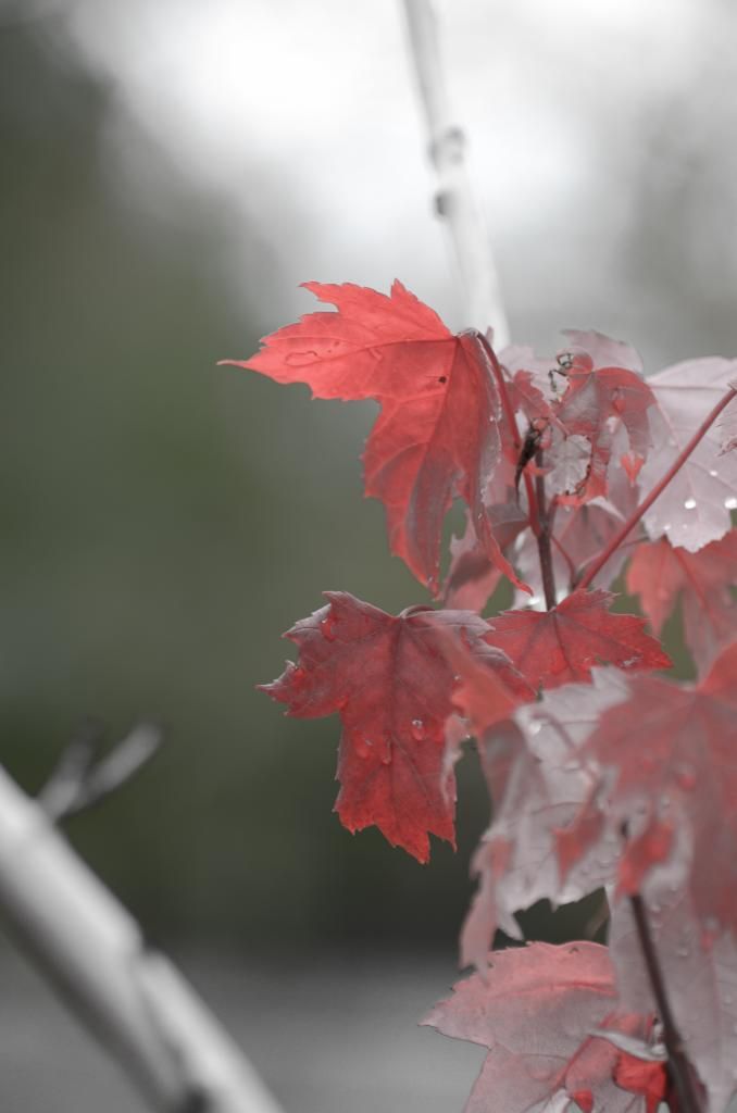 fall leaf nature photography