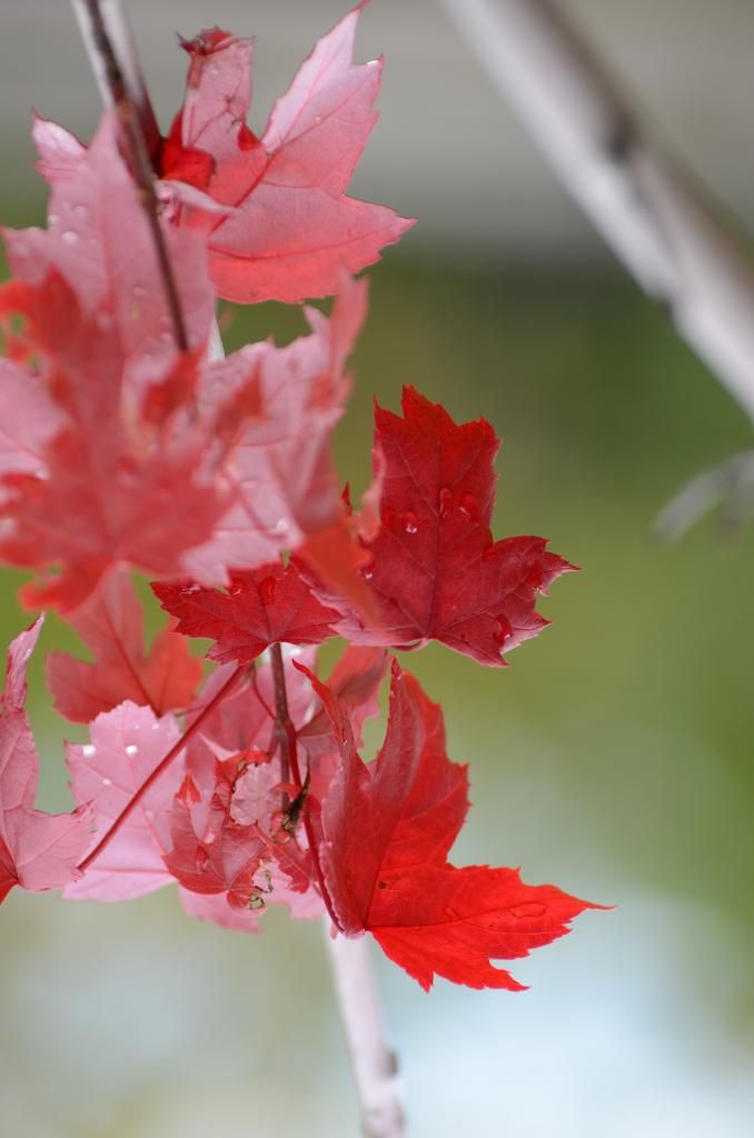 fall leaf nature photography