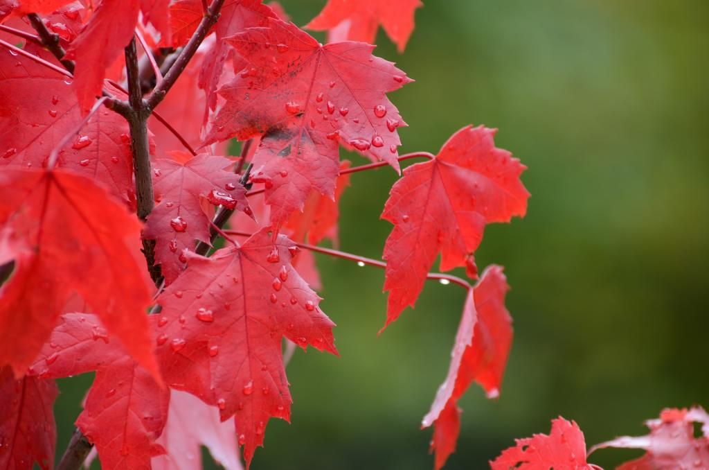 fall leaf nature photography