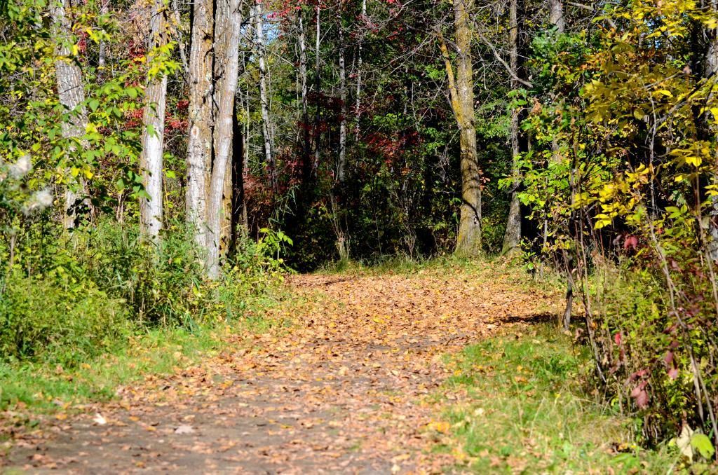 autumn fall leaves