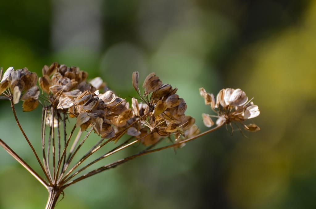 Fall Nature Photography