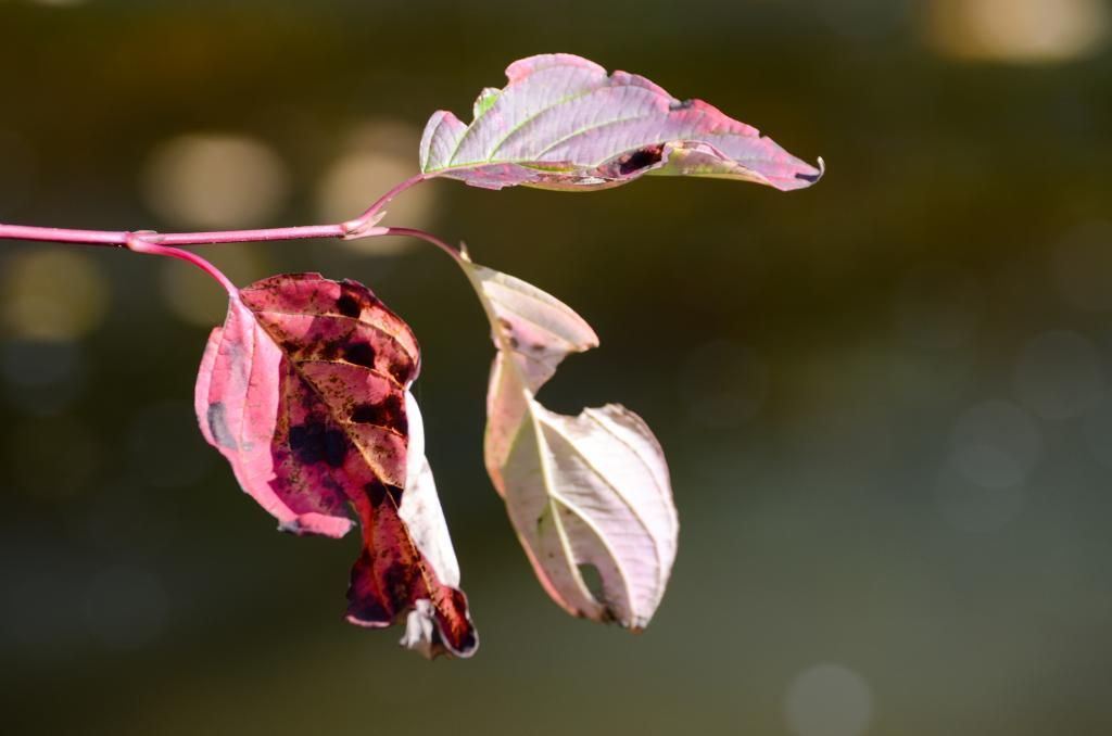 Fall Nature Photography