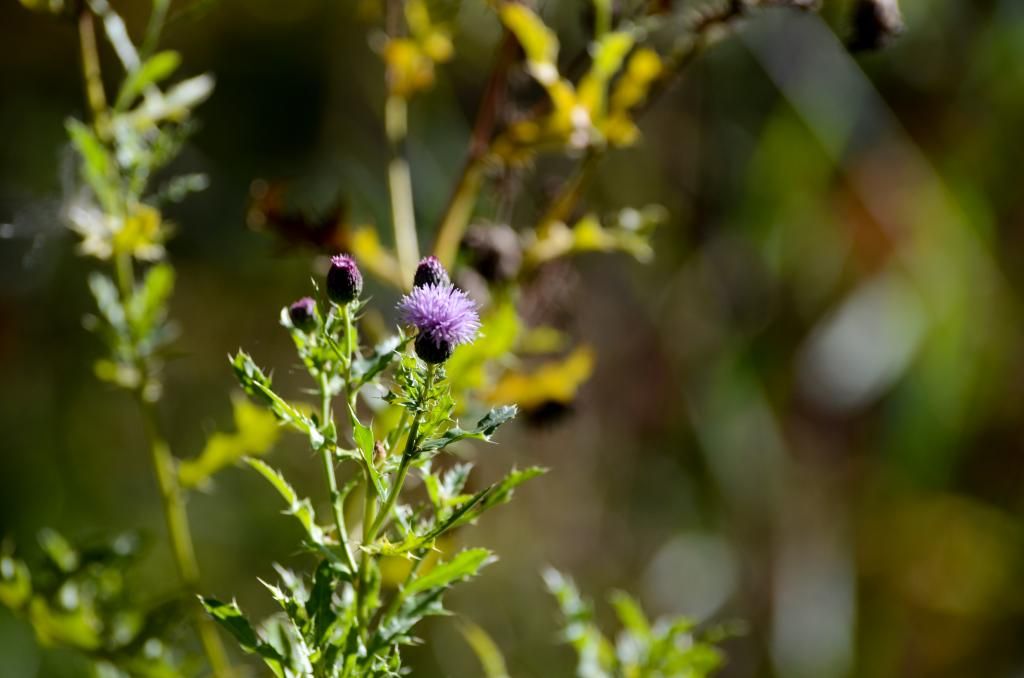 Fall Nature Photography