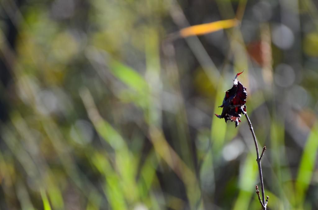 Fall Nature Photography