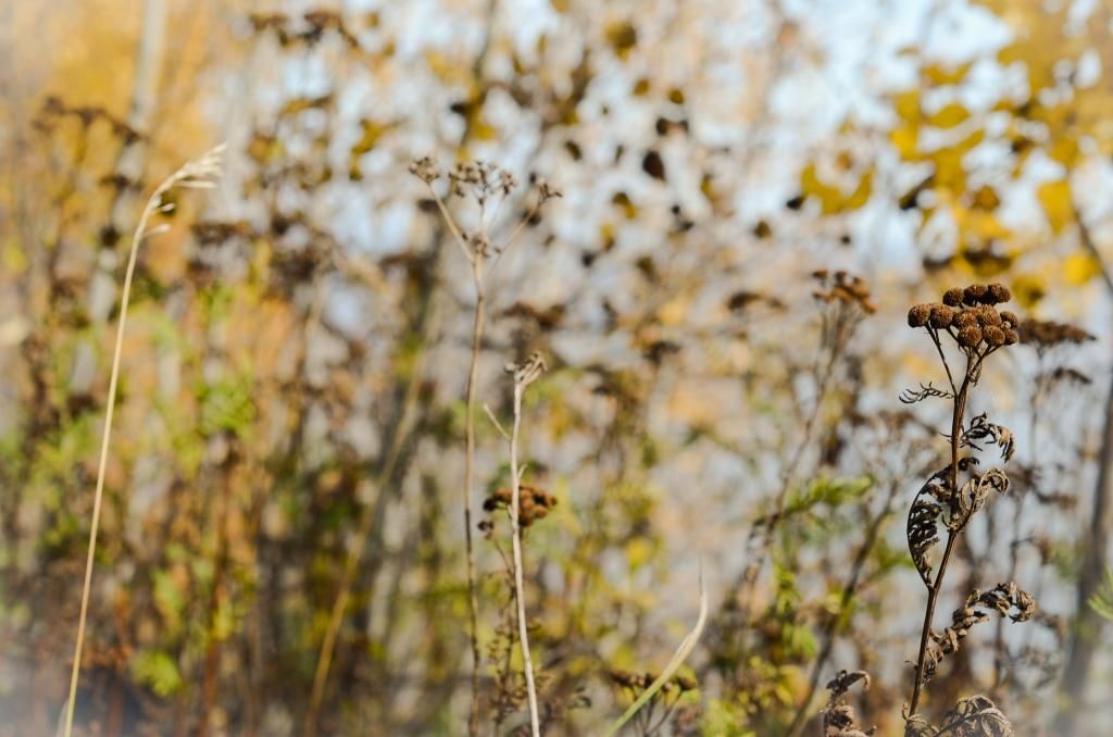 flowers in the fall