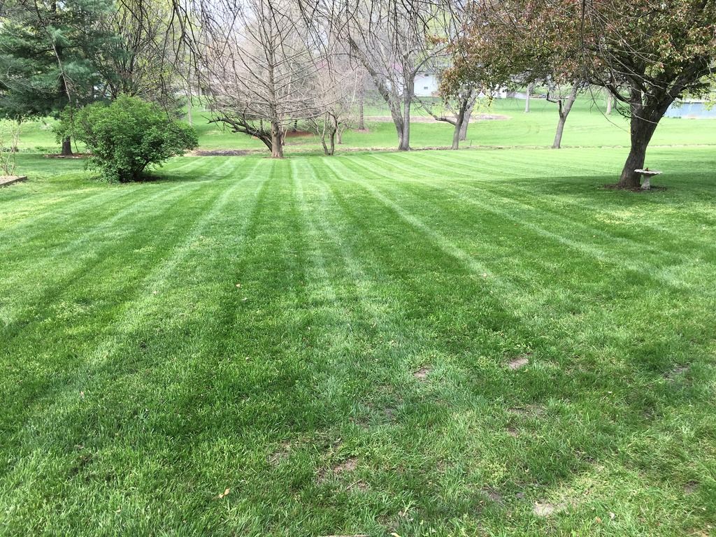 Kentucky 31 Seeding?....HELP Lawn Care Forum