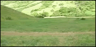 78145.gif
