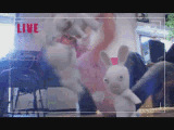 Bunnies.gif