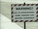GiantPigeon.gif